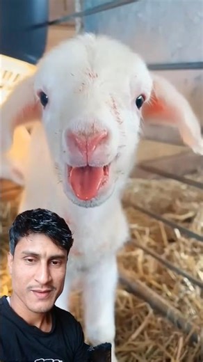 Cute Goat | Goat Call | #cutegoat #nature #animals #shorts