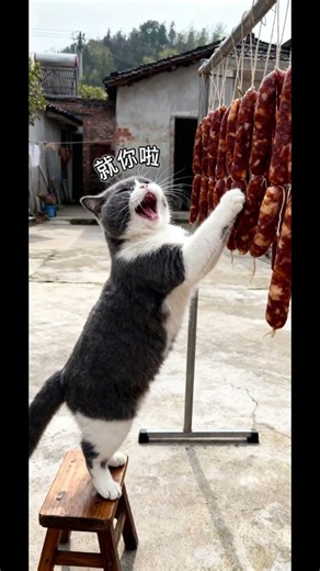 Cute Fat Cat's Silly Adventures: Watch This adorable Feline Fun