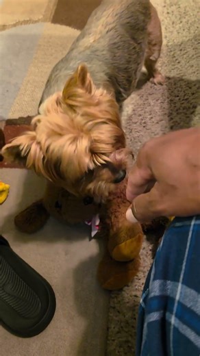 Pebbles, the ferocious giant snorting Yorkie!🤣😂🤣😂🤣