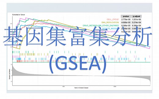 12. 基因集富集分析 (Gene Set Enrichment Analysis, GSEA)