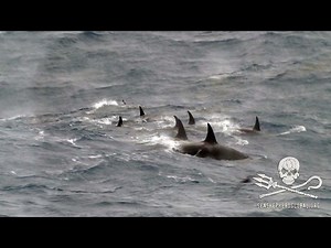 This Is The First Video Ever Taken Of Rare "Type D" Orcas