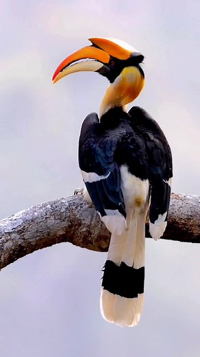 6.4K views · 189 reactions | Amazing bird you have never seen. #bird #china #nature #birds #travel #wildlife #birdsofinstagram #birdwatching #naturephotography #birdphotography #birdlovers #naturelovers #photography #birdwatchers #photooftheday #animals #beautifulbirds #likeforlike #naturalbeauty #followforfollow #birding #wildlifephotography #beijing #william6_dylan #runde #nikon #beautiful #birdloving #shanghai #picoftheday | Bird Lovers | Facebook