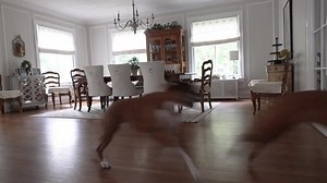 Bird-X Pest-X Electronic Ultrasonic Pest Repeller 500 sq. ft. Rodents Mice Rats Insects Ants Spiders Safe Pest Control PX-110