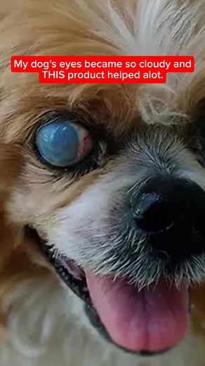 Is your dog bumping into things? 😥 That cloudiness in their eyes isn't just old age—it's a warning sign. It can lead to confusion, fear, and a loss of their happy personality. We helped Charlie get his confidence back with AuraPets. ❤️ These all-natural, beef-flavored drops help clear the cloudy buildup from the inside out. Give them the gift of clear sight. ✅ 90-Day Money-Back Guarantee ✅ Up to 40% OFF FREE Shipping! 👉 Shop The Sale: https://shopaurapets.com/pages/copy-homepage-2 | AuraPets V