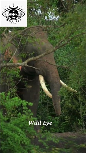 The Tusker Who Talks Back to Ratta 🐘