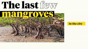 Mangroves' crucial role in protecting Hong Kong's coasts