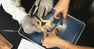 Florida high school first in the world using synthetic frogs to dissect