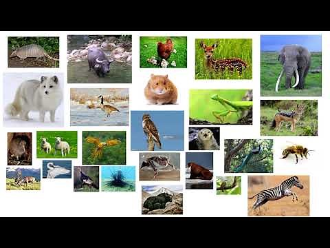 ABC Animal Song 2
