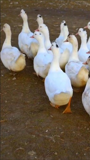Sounds of White Geese Walking Outdoors