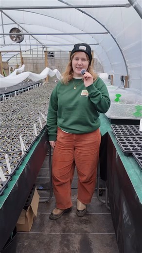 South Devon Chilli Farm on Instagram: "🌶️ Chilli Growing Workshops 🌶️ Join us for an in-depth, hands-on chilli growing workshop, perfect whether you’re a total novice or a seasoned grower. ✨ What’s included: • Behind-the-scenes tour of the farm • Learn directly from the chilli-growing experts • Take home your own planted seedlings 🌱 • Exclusive discount in the farm shop 📅 Dates: • Saturday 28th March • Friday 10th April • Friday 17th April • Saturday 18th April 🎟️ Limited spaces on each dat