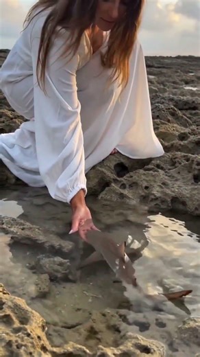 Baby Shark in a Tide Pool at Golden Hour