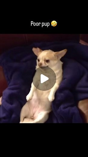 Daily vines | #ripvine #ripvines #throwback #fyp #funny #comedy #laugh #goodenergy #golden #classic #nostalgia #vine #funnyvine | Instagram