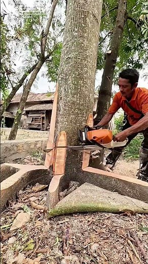 Baum fällen: Wie ein Keil den Sturz eines Riesen lenkt
