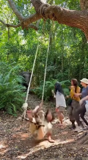 Women Playing on Swing Suddenly Charged by Elephant