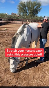 Pelvic flexion and extension pressure points help your horse move more freely through the hind end. Comment “stretch” to get my free shoulder extension stretch, and grab the link in my profile for my Equine Stretching eBook. #SportHorseChiropractic | Sport Horse Chiropractic