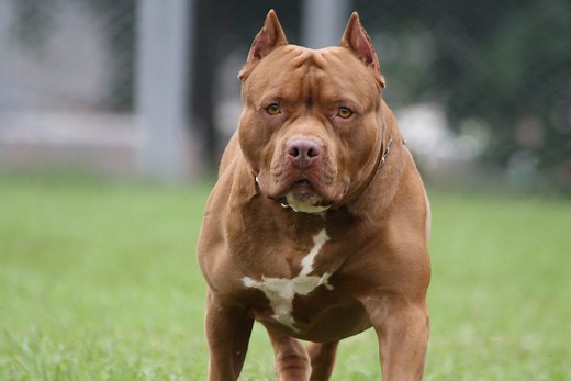 Are Pit Bulls Dangerous? Experts Set the Record Straight on These Lovable Dogs