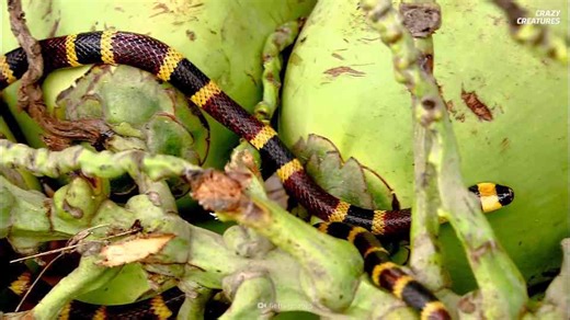 When swallowing goes wrong and a snake risks suffocation