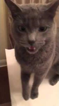 grey cat talking back