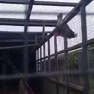 9.1K views · 917 reactions | Greg loving the rain!!! 殺殺 | Happy Endings Rescue | Facebook