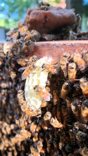 ទឹកឃ្មុំ​វីប៊ី​_Webee | “From one hive to many — the bees’ way of growth 🌸🐝. See how they spread their colony and carry life to new places. #BeeColony #BeeJourney... | Instagram