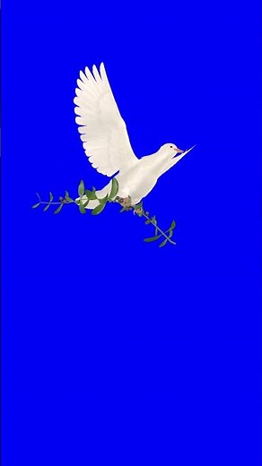 Dove of Peace Flying Over Blue Screen #doveofpeace #symbolofpeace #peaceanimation #dovebirdanimation