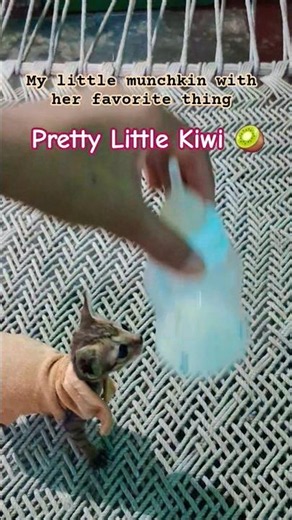 kiwi baby#rescuekitten #kitten #viral #ytshorts #kittens#shorts #cute #shortvideo #newyoutuber #cat