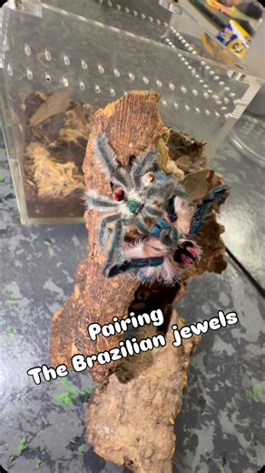 43K views · 2.9K reactions | ✨ Pairing the Jewel of the Tarantula...