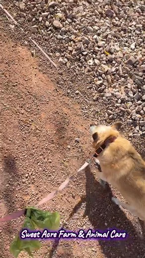 🎃🐾 It’s spooky season, and while the ghosts and goblins come out at night… your pets still need love and care all day long! 👻 From daily walks to farm chores, I’ll make sure your furry (and feathered!) friends are cared for while you enjoy the season. Don’t let your pets be “spooked” by being alone—book your visits today! 🍂 📞 501-420-3415 📧 barnandfamilyco@gmail.com 📲 Instagram: @sweetacre_animalcare 🌐 sweetacrefarmandanimalcare.godaddysites.com 📍 Service Area: Batesville, Arkansas & Su