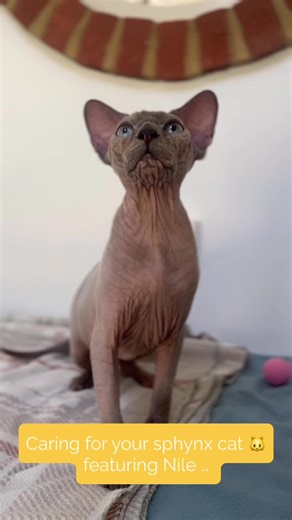 Caring for Your Sphynx Cat: Nile's Adoption Journey