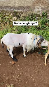 Ngadonan deui anak eskobar beh seger deui #dombagarut #hpdkisumedang #hpdkijawabarat | Clle Pedi Hpdki