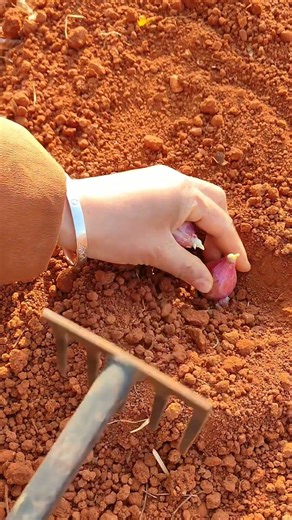 RP 1199625mini rotary tillage and ridging all-in one tree 🌲 short view#subscribe