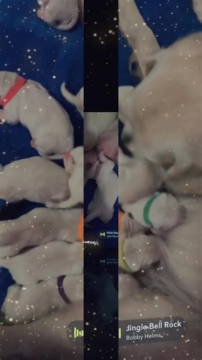 Congratulations to Sassy and Kenai!! Puppies were born yesterday 12/20. We know we have families anxiously awaiting their arrival and we will reach out to those on our waitlist right after Christmas. #highsocietyfarm #GoldenRetrieverPuppies #puppylove #puppycuddles | High Society Farms