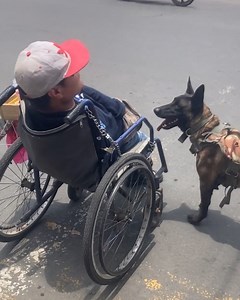 1.4M views · 5.7K reactions | Dog helps his owner in wheelchair  | Make-Up & Hair Tutorials | Facebook