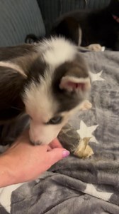 31K views · 1.7K reactions | We are very thankful that both pups with seizures are doing good. The owner took the white pup to a local shelter yesterday and they suggested euthanasia. Thankfully they chose to surrender them for proper care. We are hopeful both pups will have a normal life with medication. They are sweet, playful, happy pups today. That’s what rescue is all about. | Detroit Animal Welfare Group (DAWG) | Facebook