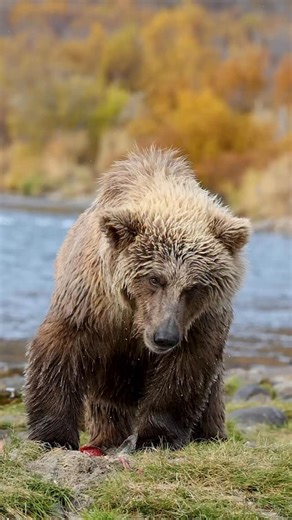 2.1K views · 1.8K reactions | A second year cub exits the river and...