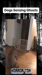 6.7K views · 77 reactions | Do you think dogs can sense the paranormal? #fyp #foryou #horror #paranormal #scary #creepy #dogs | Horrortok666 | Facebook