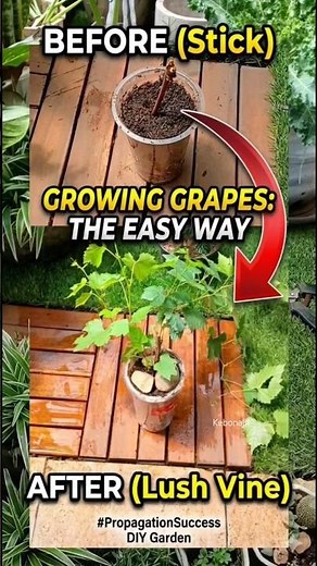 How to Propagate Grapes Like a Pro‼️ 🌱🍇 #satisfying #fyp