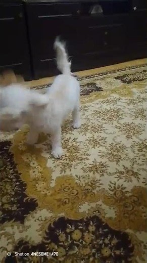 25 июля 2026 г. #Barbi🐶😍
