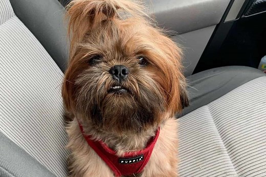 Red Shih Tzu - The Guide To This Unique Shih Tzu Color