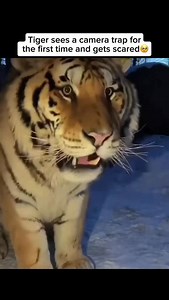 63K views · 442 reactions | A tiger seeing a camera trap for the...