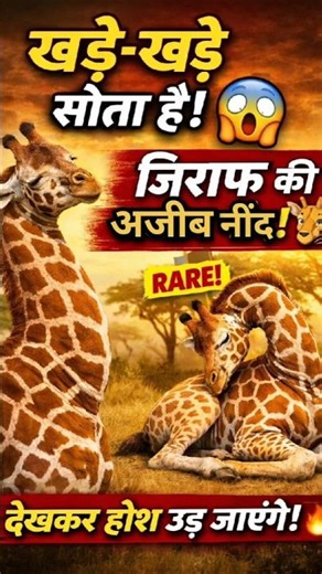 Giraffes take naps but don't sleep? Here's the full truth! #ShockingTruth #Wildlife
