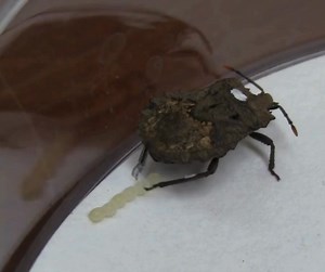 Facciamo finta che tu sia una femmina di cimice, grassottella, putrida, bruttina e con il ventre pieno di uova. Eh? Che te ne pare? Che descrizione meravigliosa. Zampetti su una fogliolina alla ricerca di un posto sicuro su cui deporre i tuoi piccoli cimicini, che non vedono l'ora di rompere l'involucro protettivo, infestare le cucurbitacee e laurearsi in scienze agrarie. Solo che c'è un problema, mia cara cimice tracagnotta: i parassitoidi. Ah! Dannate vespine che inoculano la prole direttament