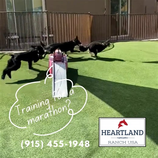 🐾🏃‍♂️ The Dog Marathon is ON! 🏃‍♀️🐾 At Heartland Ranch, playtime means wide-open space, fresh air, and endless zoomies. #DogMarathon #ZoomiesInAction #HappyBoardingLife #pupchampions https://heartlandranchusa.com/dog/ 🐾Heartland Ranch USA is where everyone is home. 🏠 Call Mark at 915-455-1948 for more details! #happydogday #dogboarding #elpasodoglovers #elpasodogboarding #elpaso #happydoglife #dogoftheday #elpasodogscene #elpasodog | Heartland Ranch USA