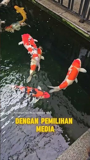 TIPS SUPAYA IKAN CEPAT BESAR! #koifish #koipond #reeftank #goldfish #marinetank