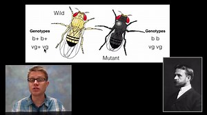 Genetic Recombination and Gene Mapping