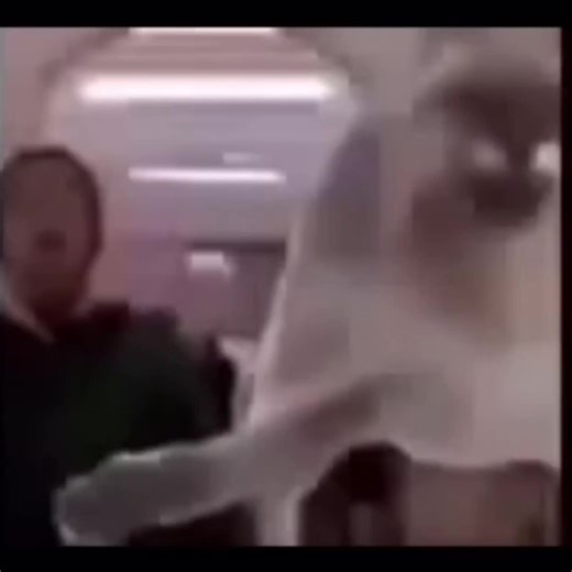 Infinite Reality • ༺(∞)༻ (@johnthiccamus)’s video of home alone kevin scream