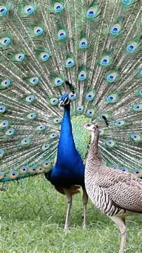 When the Peacock Dances… Suddenly a Peahen Appears 🦚 Nature’s Real Love Story