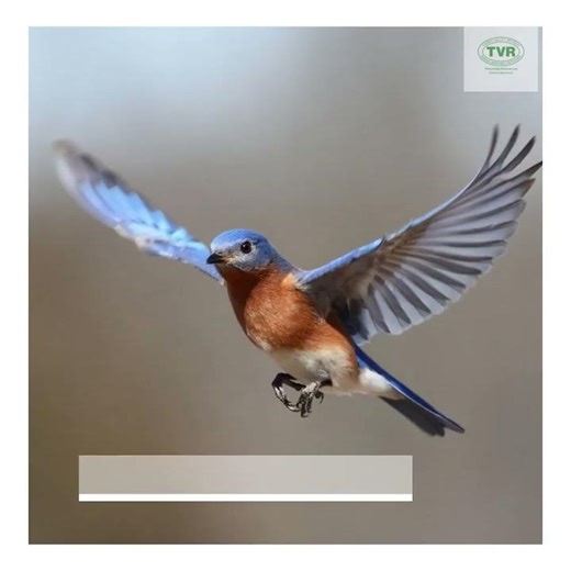 5 Best Ways to Support Eastern Bluebirds This Spring 💚