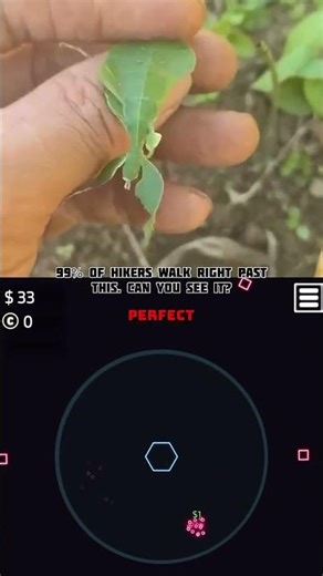 It’s NOT a leaf. 🍃🚫