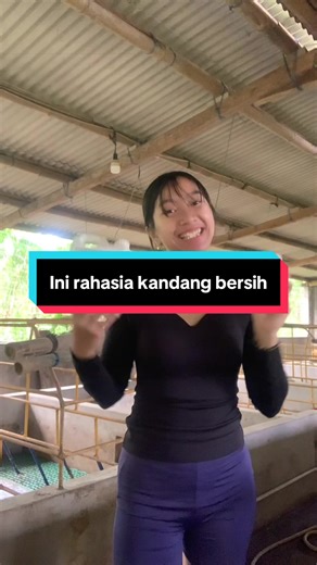 Rahasia Kandang Babi Bersih Bebas Lalat & Virus